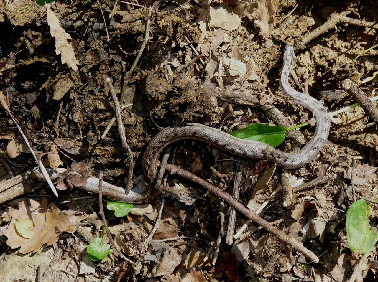 Serpente di colore chiaro